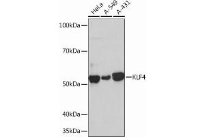 Western blot analysis of extracts of various cell lines, using KLF4 Rabbit mAb (ABIN7268157) at 1:1000 dilution. (KLF4 anticorps)