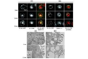 Immuno-microscopy of Rabbit anti-GFP antibody.