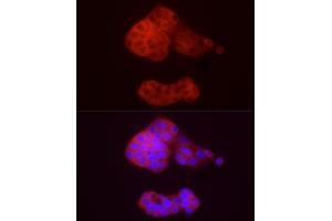 Immunofluorescence analysis of HepG2 cells using /GSNOR Rabbit pAb (ABIN6131172, ABIN6136579, ABIN6136580 and ABIN6217464) at dilution of 1:50 (40x lens). (ADH5 anticorps  (AA 1-374))
