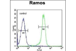 PDE4B Antibody (Center) (ABIN655630 and ABIN2845109) flow cytometric analysis of Ramos cells (right histogram) compared to a negative control cell (left histogram). (PDE4B anticorps  (AA 189-217))