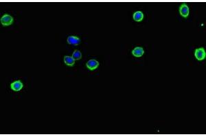 Immunofluorescent analysis of HepG2 cells using ABIN7151671 at dilution of 1:100 and Alexa Fluor 488-congugated AffiniPure Goat Anti-Rabbit IgG(H+L)