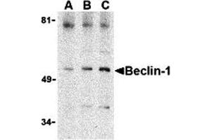 Western Blotting (WB) image for anti-Beclin 1, Autophagy Related (BECN1) (C-Term) antibody (ABIN1030289) (Beclin 1 anticorps  (C-Term))