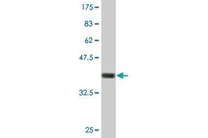 Western Blot detection against Immunogen (36.