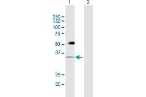 Western Blot analysis of PDCD1 expression in transfected 293T cell line by PDCD1 MaxPab polyclonal antibody. (PD-1 anticorps  (AA 1-288))
