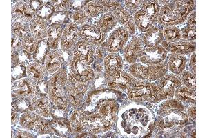 IHC-P Image WNT4 antibody detects WNT4 protein at secreted on mouse kidney by immunohistochemical analysis. (WNT4 anticorps  (Center))