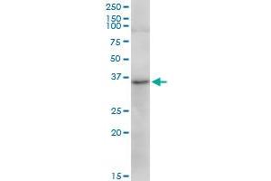 TRA2A MaxPab polyclonal antibody.