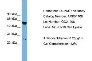 WB Suggested Anti-DEPDC7  Antibody Titration: 0. (DEPDC7 anticorps  (N-Term))