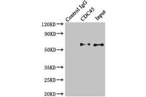Immunoprecipitating CDC45 in K562 whole cell lysate Lane 1: Rabbit control IgG instead of (1 μg) instead of ABIN7147286 in K562 whole cell lysate. (CDC45 anticorps  (AA 1-270))