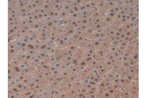 IHC-P analysis of Human Liver Tissue, with DAB staining. (PTF1A anticorps  (AA 177-328))
