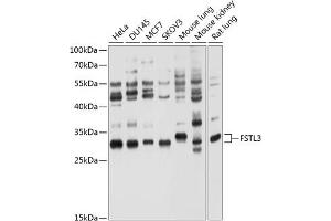 Western blot analysis of extracts of various cell lines, using FSTL3 antibody (ABIN6132033, ABIN6140787, ABIN6140788 and ABIN6214472) at 1:1000 dilution. (FSTL3 anticorps  (AA 27-263))