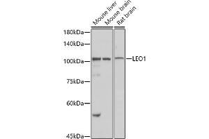 Western blot analysis of extracts of various cell lines, using LEO1 antibody (ABIN6133790, ABIN6143141 and ABIN7101832) at 1:1000 dilution.