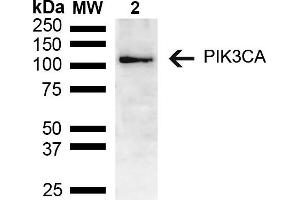 Western blot analysis of Mouse brain lysate showing detection of ~55. (PIK3CA anticorps  (AA 150-250) (PerCP))