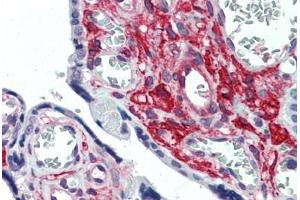 Anti-GLG1 antibody  ABIN960781 IHC staining of human placenta.