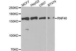 Western blot analysis of extracts of various cell lines, using RNF40 antibody (ABIN5973843) at 1/1000 dilution.