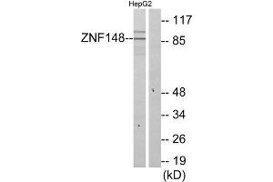 Western Blotting (WB) image for anti-Zinc Finger Protein 148 (ZNF148) (N-Term) antibody (ABIN1850100)