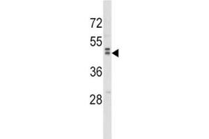 WNT10B antibody  (AA 193-222)