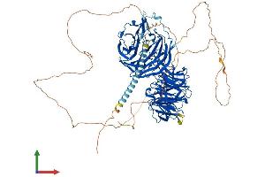 AlphaFold protein structure predicition of Human Recombinant EML4 Protein, UniprotID Q9HC35