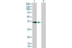 Western Blot analysis of SNX11 expression in transfected 293T cell line by SNX11 MaxPab polyclonal antibody. (SNX11 anticorps  (AA 1-270))