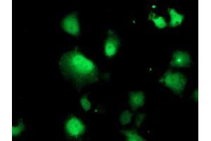 Immunofluorescence (IF) image for anti-Deoxythymidylate Kinase (Thymidylate Kinase) (DTYMK) antibody (ABIN1497921) (DTYMK anticorps)