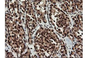 Image no. 7 for anti-Replication Factor C (Activator 1) 2, 40kDa (RFC2) (AA 1-234) antibody (ABIN1490617)