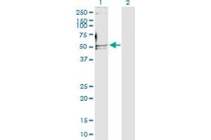 Western Blot analysis of POLD2 expression in transfected 293T cell line by POLD2 MaxPab polyclonal antibody.