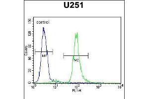 Flow cytometric analysis of U251 cells (right histogram) compared to a negative control cell (left histogram). (Vitrin anticorps  (C-Term))
