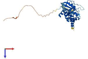 AlphaFold protein structure predicition of Human Recombinant GIMAP6 Protein, UniprotID Q6P9H5