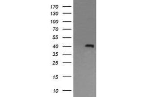 Image no. 1 for anti-Mitogen-Activated Protein Kinase 13 (MAPK13) antibody (ABIN1499961) (MAPK13 anticorps)