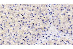 Detection of FGL1 in Human Liver Tissue using Monoclonal Antibody to Fibrinogen Like Protein 1 (FGL1)