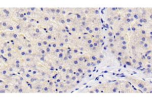 Detection of FGL1 in Human Liver Tissue using Monoclonal Antibody to Fibrinogen Like Protein 1 (FGL1) (FGL1 anticorps  (AA 23-312))