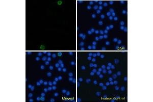 Immunofluorescence staining of fixed mouse splenocytes with anti-CD105 antibody MJ7/18. (Recombinant Endoglin anticorps)