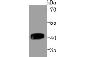 Daudi cell lysates, probed with MEK1(T292) (3F10 ) Monoclonal Antibody  at 1:1000 overnight at 4˚C. (MEK1 anticorps  (pThr292))