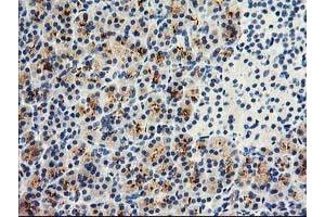 Image no. 1 for anti-Dipeptidylpeptidase 10 (DPP10) antibody (ABIN1497833) (DPP10 anticorps)