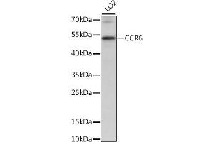 Western blot analysis of extracts of LO2 cells, using CCR6 antibody (ABIN7266308) at 1:1000 dilution. (CCR6 anticorps  (C-Term))