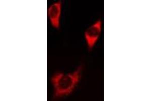 ABIN6275828 staining NIH-3T3 cells by IF/ICC. (PIK3 gamma anticorps  (C-Term))