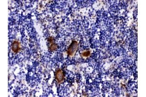 PF4 was detected in paraffin-embedded sections of mouse spleen tissues using rabbit anti- PF4 Antigen Affinity purified polyclonal antibody (Catalog # ) at 1 µg/mL. (PF4 anticorps  (AA 30-105))