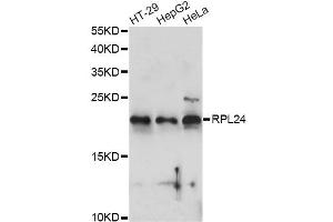 Western blot analysis of extracts of various cell lines, using RPL24 antibody (ABIN6290878) at 1:1000 dilution. (RPL24 anticorps)