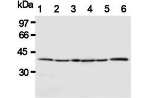 Western Blotting (WB) image for anti-HtrA Serine Peptidase 2 (HTRA2) antibody (ABIN1107619) (HTRA2 anticorps)