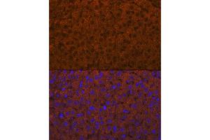 Immunofluorescence analysis of rat liver using  Rabbit mAb (ABIN7265440) at dilution of 1:100 (40x lens).