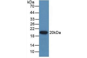 Detection of Recombinant GREM1, Human using Polyclonal Antibody to Gremlin 1 (GREM1) (GREM1 anticorps  (AA 26-184))