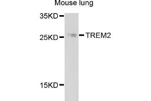 Western blot analysis of extracts of mouse lung, using TREM2 antibody (ABIN5999094) at 1/1000 dilution. (TREM2 anticorps)