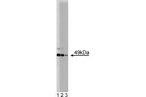 Western Blotting (WB) image for anti-JNK/SAPK1 (Pan) (AA 264-415) antibody (ABIN968075)