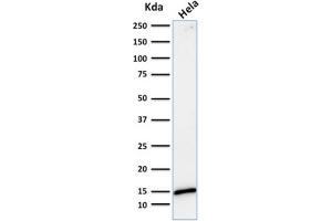 Western Blot Analysis of human HeLa cell lysate using Galectin-1 Monospecific Mouse Monoclonal Antibody (GAL1/1831).