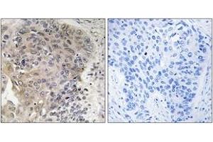 Immunohistochemistry (IHC) image for anti-ATP/GTP Binding Protein-Like 3 (AGBL3) (AA 611-660) antibody (ABIN2890250) (AGBL3 anticorps  (AA 611-660))