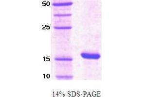SDS-PAGE (SDS) image for Peptidylprolyl Cis/trans Isomerase, NIMA-Interacting 1 (PIN1) protein (ABIN666676) (PIN1 Protéine)