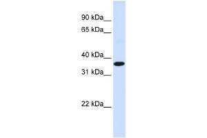WB Suggested Anti-FOS Antibody Titration:  0. (c-FOS anticorps  (N-Term))