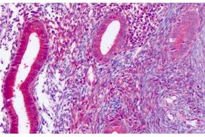 Anti-DUSP23 antibody IHC staining of human uterus, endometrium. (DUSP23 anticorps  (Internal Region))