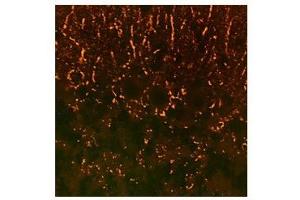Synaptophysin antibody used at a concentration of 10 ug/ml to detect synaptic puncta in rodent brain (red).