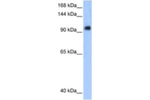 Western Blotting (WB) image for anti-Protein Phosphatase 1, Regulatory Subunit 13 Like (PPP1R13L) antibody (ABIN2460585) (PPP1R13L anticorps)