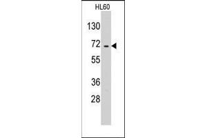 Western blot analysis of anti-EARS2 Pab in HL60 cell line lysates (35ug/lane). (EARS2 anticorps  (C-Term))